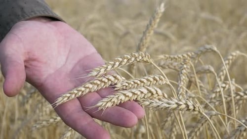 Hand Touches Ripe Wheat Field on Farm