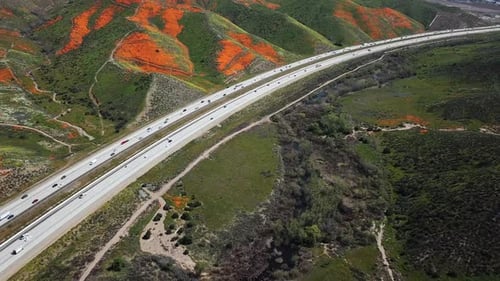 Voe aéreo pela rodovia I15 vendo a super floração de papoilas douradas no Lago Elsinore, Califórnia