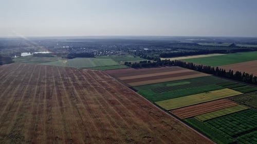 Drone Flying Over a Wheat Field