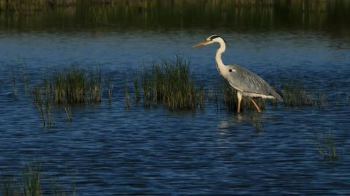 Grey heron, Ardea cinerea, Camargue, France