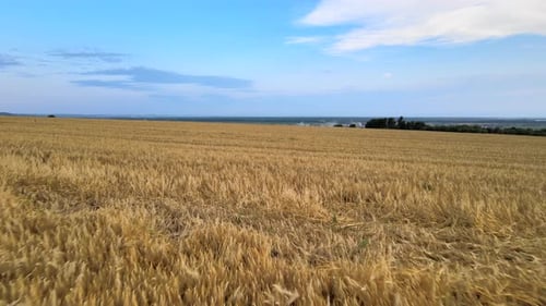Aerial Landscape View of Yellow Cultivated Agricultural Field with Ripe Wheat on Bright Summer Day