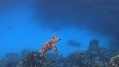 Turtle Underwater