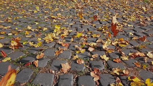 Autumn Leaves Blowing on Cobblestone Street