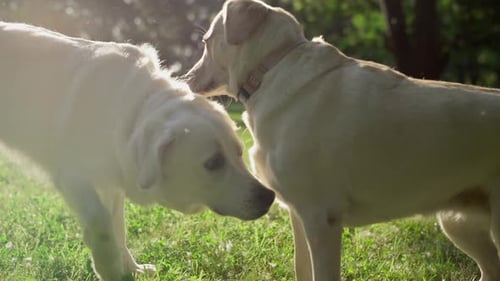 Two Adorable Cute Dogs Meet in Park