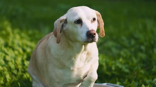Loyal Dog Alertly Observes Nature on Green Lawn