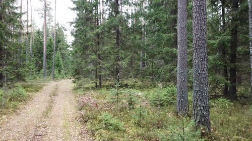 Autumn In The Forest 06