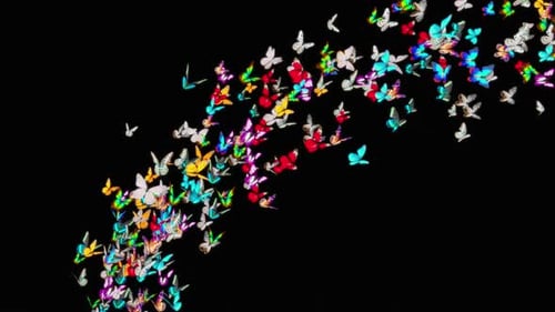 Colorful Butterflies Flying Animation