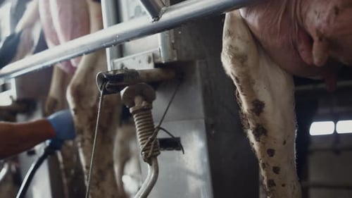 Processus de traite automatisé des vaches avec un appareil moderne en cours de fabrication Gros plan