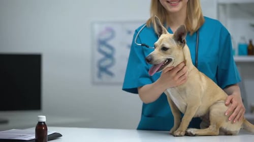 Veterinarian Pets Dog on Examination Table