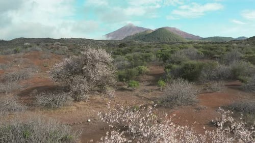 Almond Blossoming in the Valley of Volcanic Lava at the Foot of the Volcano Teide Tenerife