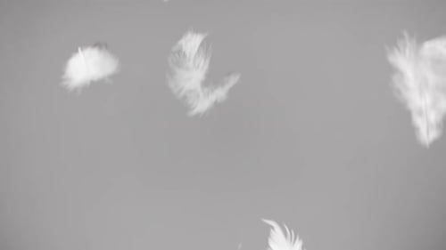 White Feathers Falling Gently on Gray Background