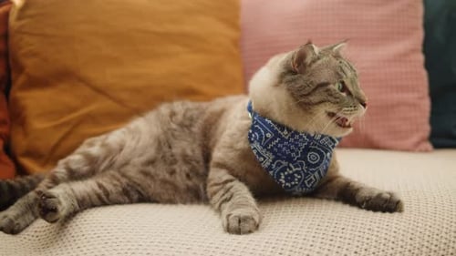 Katze auf Sofa liegend Nahaufnahme Scottish Fold Portrait