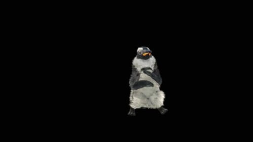 Penguin Dancing HD