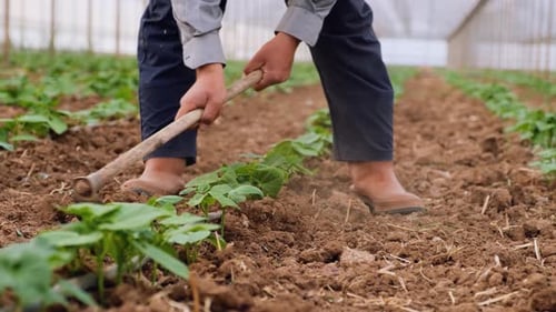 Adult Farmer Tending Crops with a Gardening Hoe