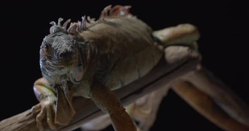 Un énorme iguane est assis sur une branche d'arbre Images de studio