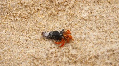 Tiny Hermit Crab on Beach