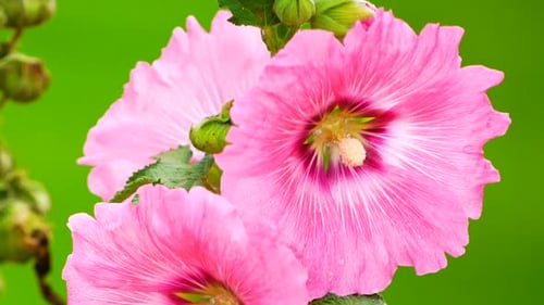 Pink Flower on Green Field Background