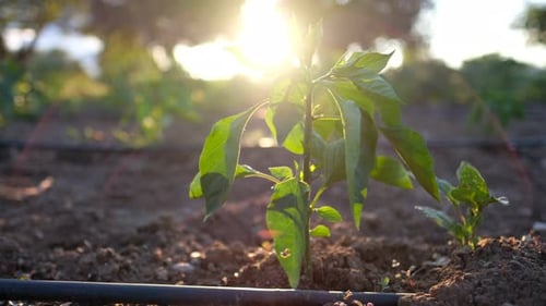 Pepper Plant Glowing in the Sunlight