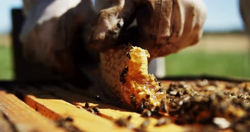 Close Up Beekeeper Extracts Honeycomb with Bees