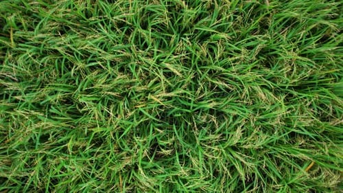4K, Un champ de riz vert ondulant dans le vent, des plants de riz verts qui poussent. Images aériennes de la nature