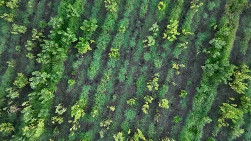 Sunrise Farm Feld Textur 4 K