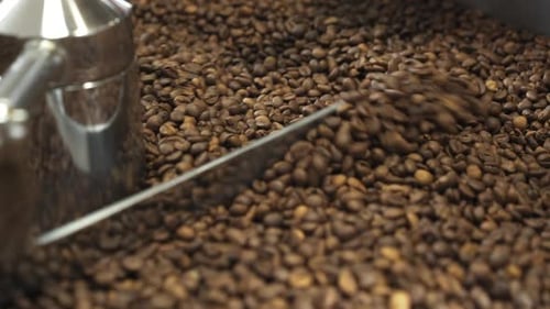 Freshly Roasted Coffee Beans Being Stirred in Machine