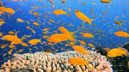 Underwater Sea Coral Tropical Reef