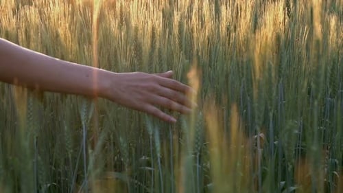 Hand Touches Wheat in Golden Hour Field