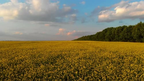 Low quadcopter flight over a field of yellow flowering rapeseed