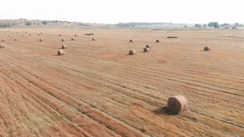 Field with haystacks. Haystacks on sloping field.