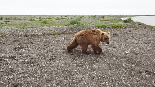 The Kamchatka Brown Bear Walks Through the Rocky Landscape