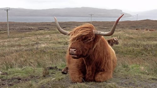 Scottish Highland Cattle Next To Single Track Road on the Isle of Skye - Scotland