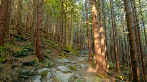 Stone Trail in a Pine Mountain Forest