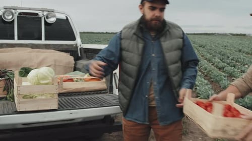 Putting Vegetables Into Pickup Truck
