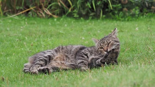 Tabby Hauskatze reinigt ihr Fell