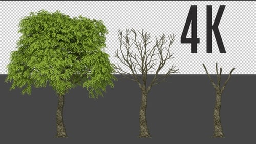 Pseudo-Kamelien-Baum wächst