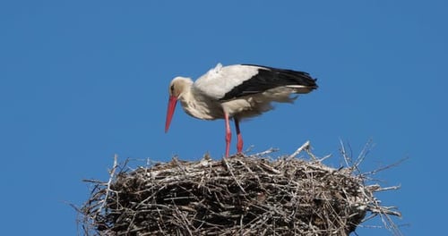 Storks, Camargue, France.Parents giving food to young birds