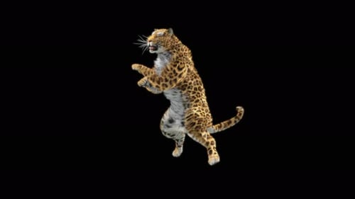 Leopard Dancing 4K