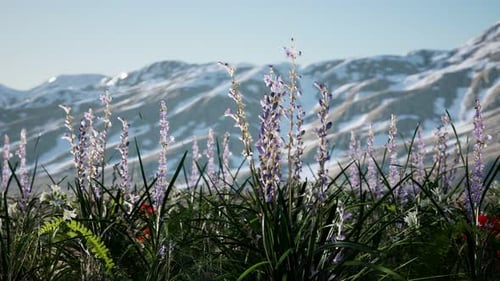 Lavender Field with Blue Sky and Mountain Cover with Snow