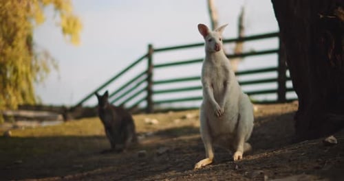 Erwachsenes Albino-Rothals-Wallaby auf einer Farm, Weitschuss, Rack-Fokus. BMPCC 4K