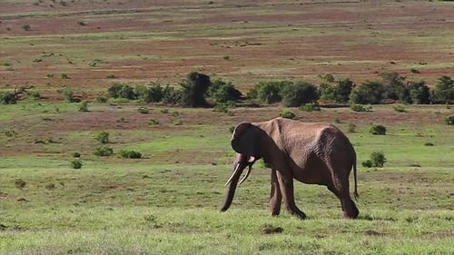 Vue d'ensemble d'un éléphant mangeant de l'herbe dans le parc national des éléphants d'Addo,