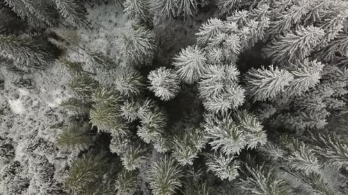 Flying Over the Forest in Winter