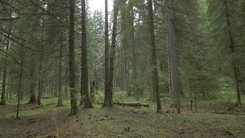 Ein immergrüner Wald in den Bergen