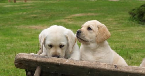 Labrador Retriever, Two Yellow Puppies in a Wheelbarrow, Normandy in France, Slow Motion 4K