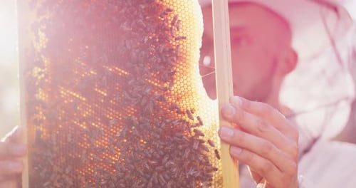 Beehive Frame with a Lot of Roaming Bees and Honeycombs and Wax and Honey Held By Young Male Bearded