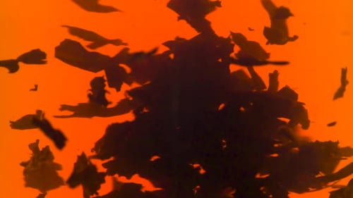 Tea Leaves Swirling in Orange Liquid