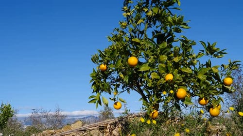 Lush Orange Tree with Vibrant Fruit in Sunlight