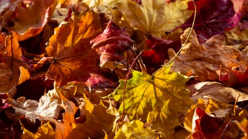 Colorful Maple Leaves in Autumn Sunlight