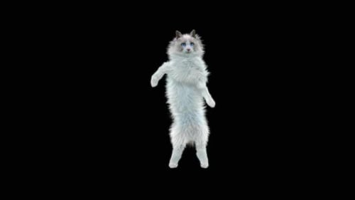 Katze tanzt HD