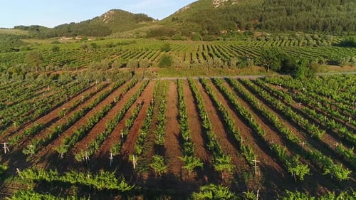 Vineyards and grape growing.